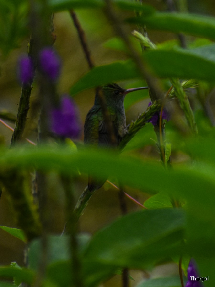Rufous-tailed Hummingbird - ML647115329
