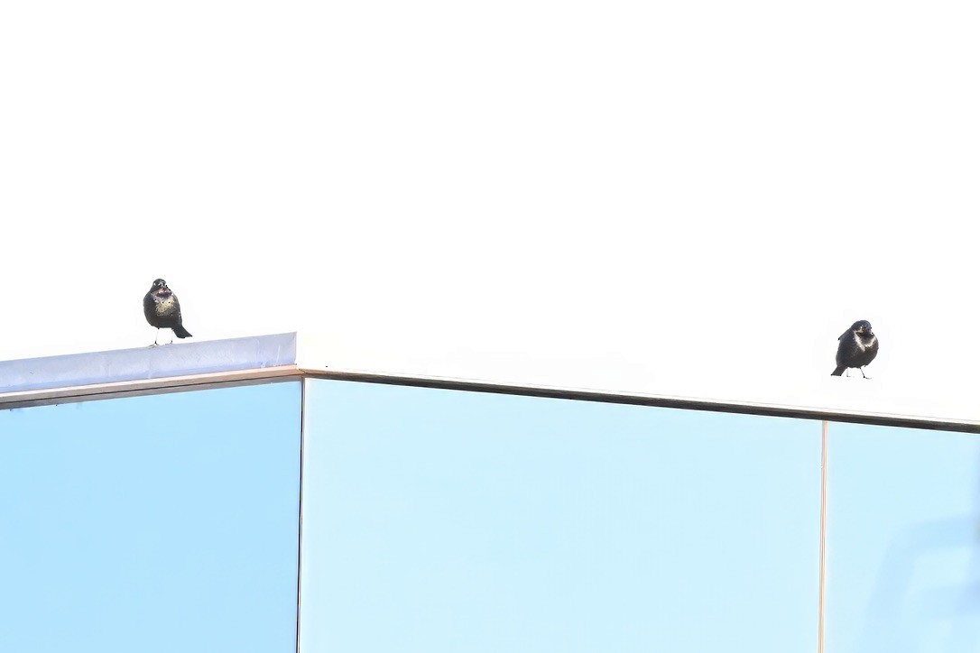 Brewer's Blackbird - ML647115330