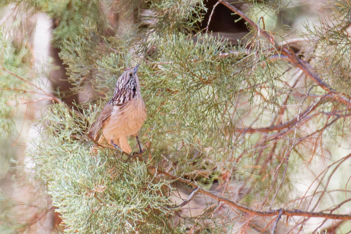 Striped Honeyeater - ML647115332