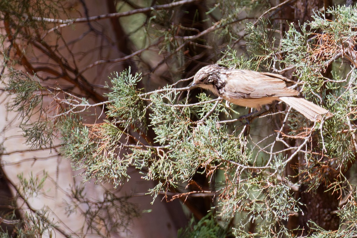 Striped Honeyeater - ML647115333