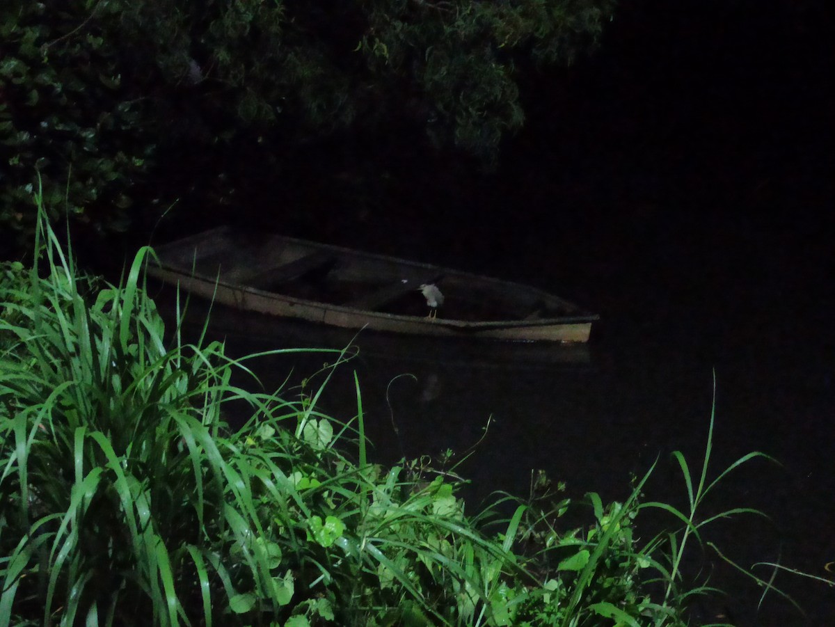 Nitticora - ML647115334