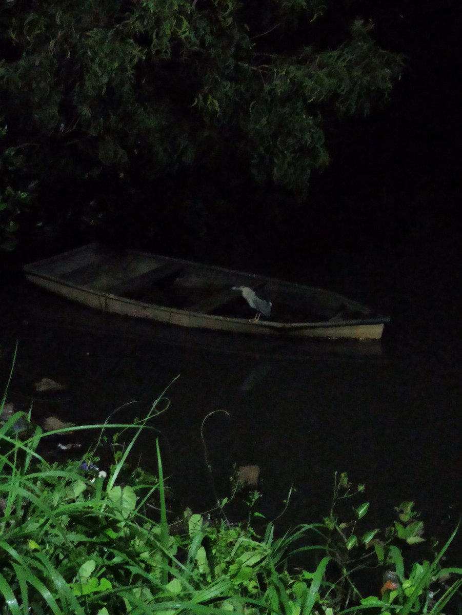 Nitticora - ML647115335