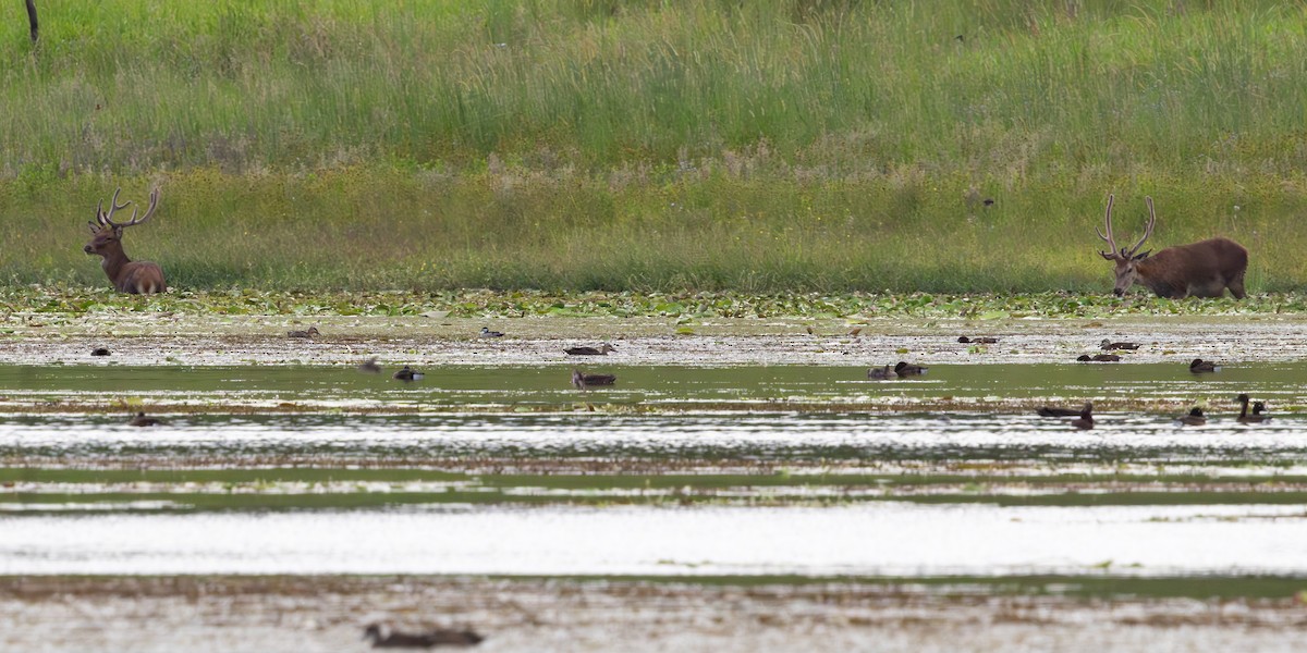 Green Pygmy-Goose - ML647115337