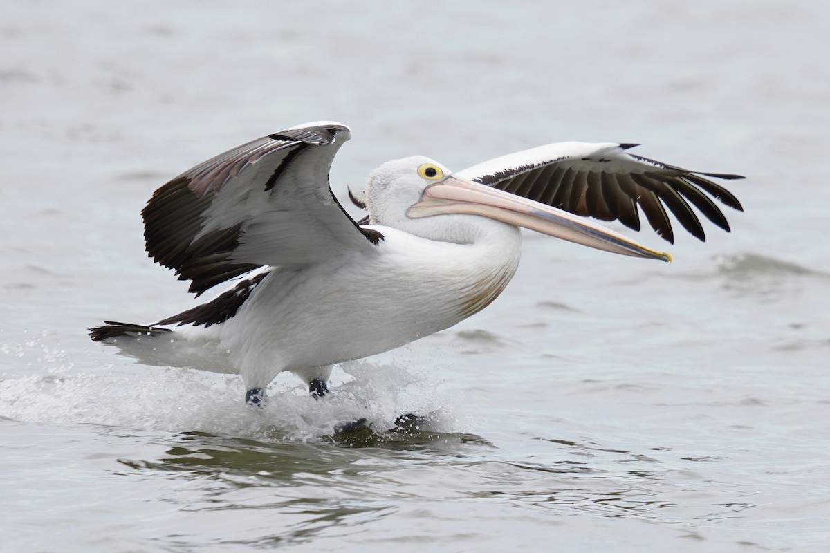 Australian Pelican - ML647115338