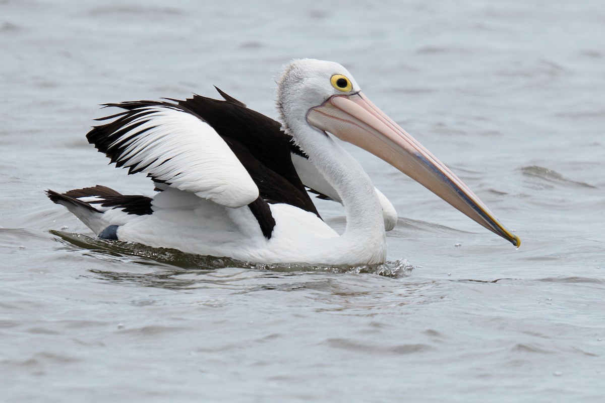 Australian Pelican - ML647115342
