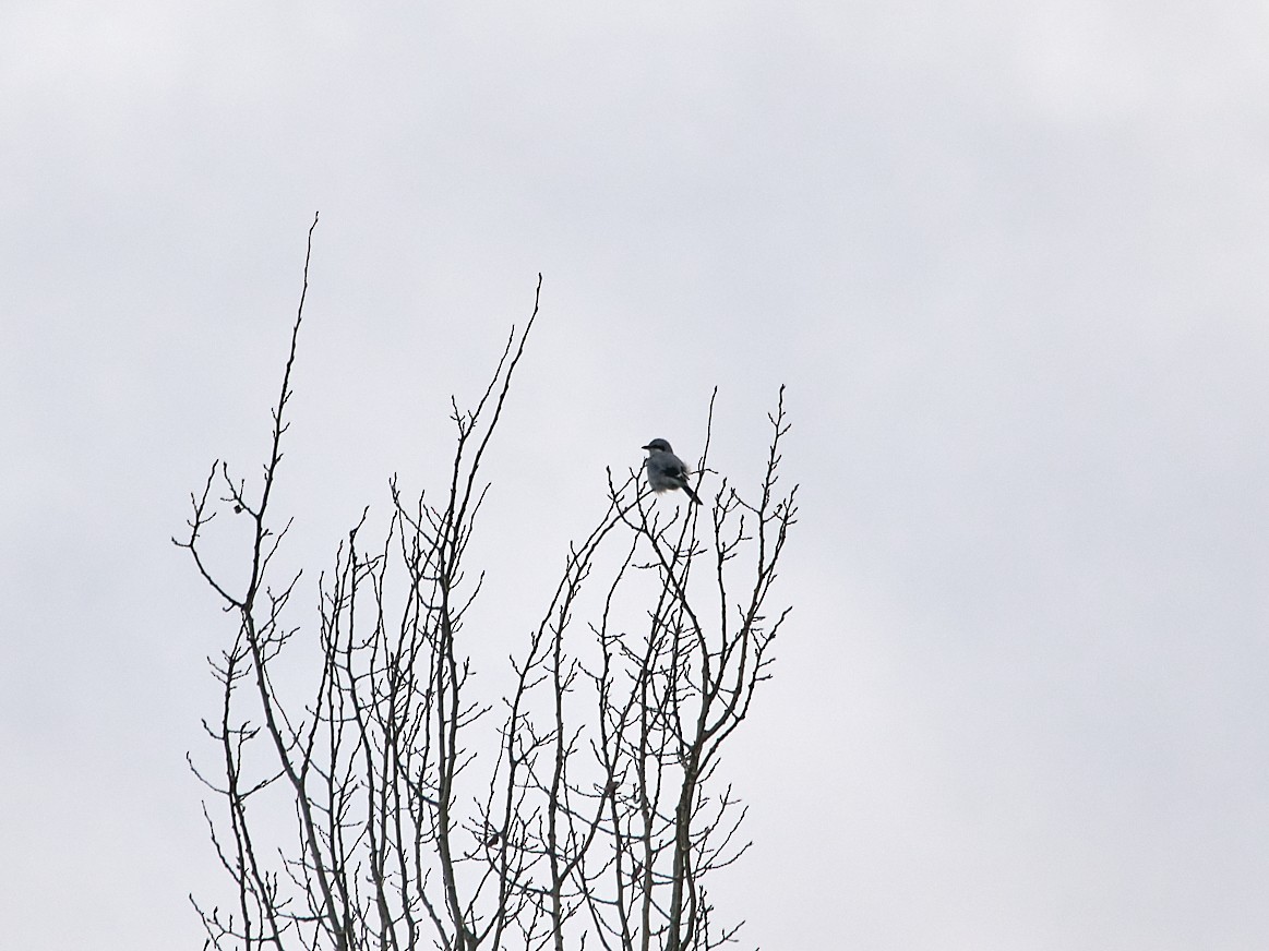 Alcaudón Boreal - ML647115343