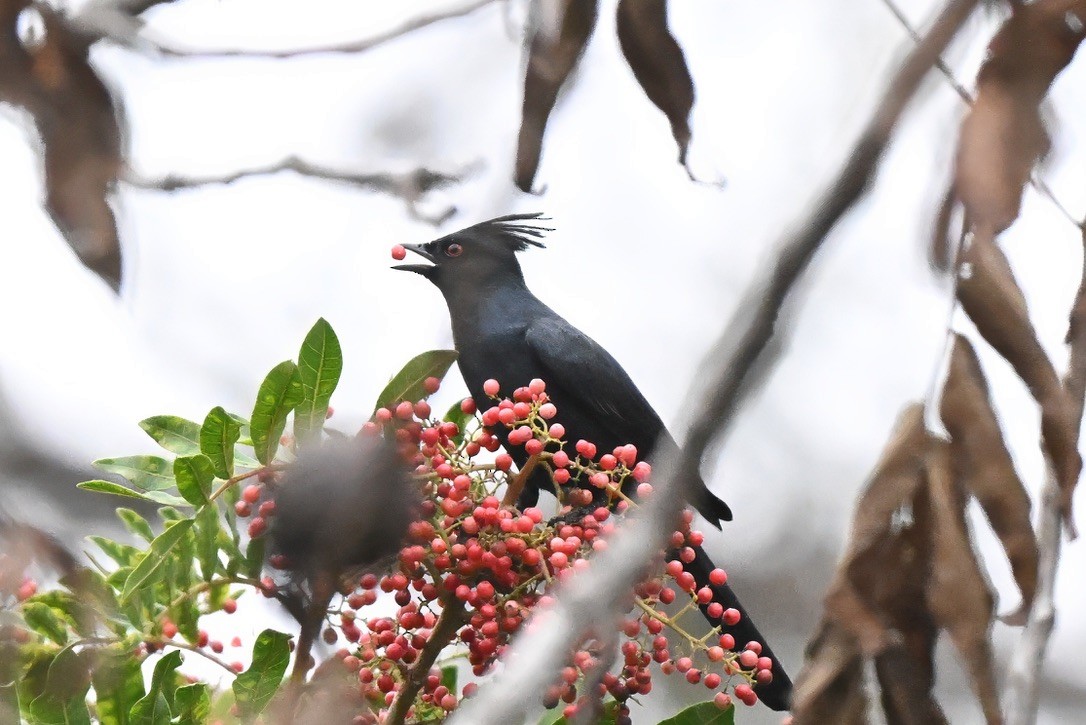 Phainopepla - ML647115353