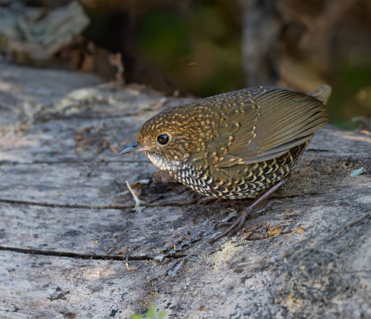 Scaly-breasted Cupwing (Himalayan) - ML647115360