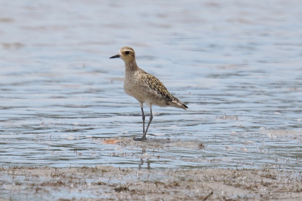 Pacific Golden-Plover - ML647115363