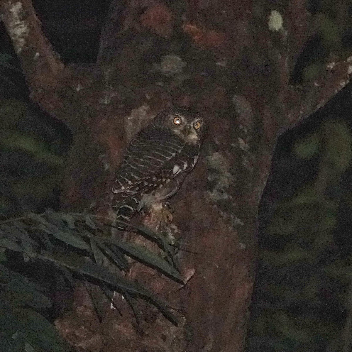 Asian Barred Owlet - ML647115364