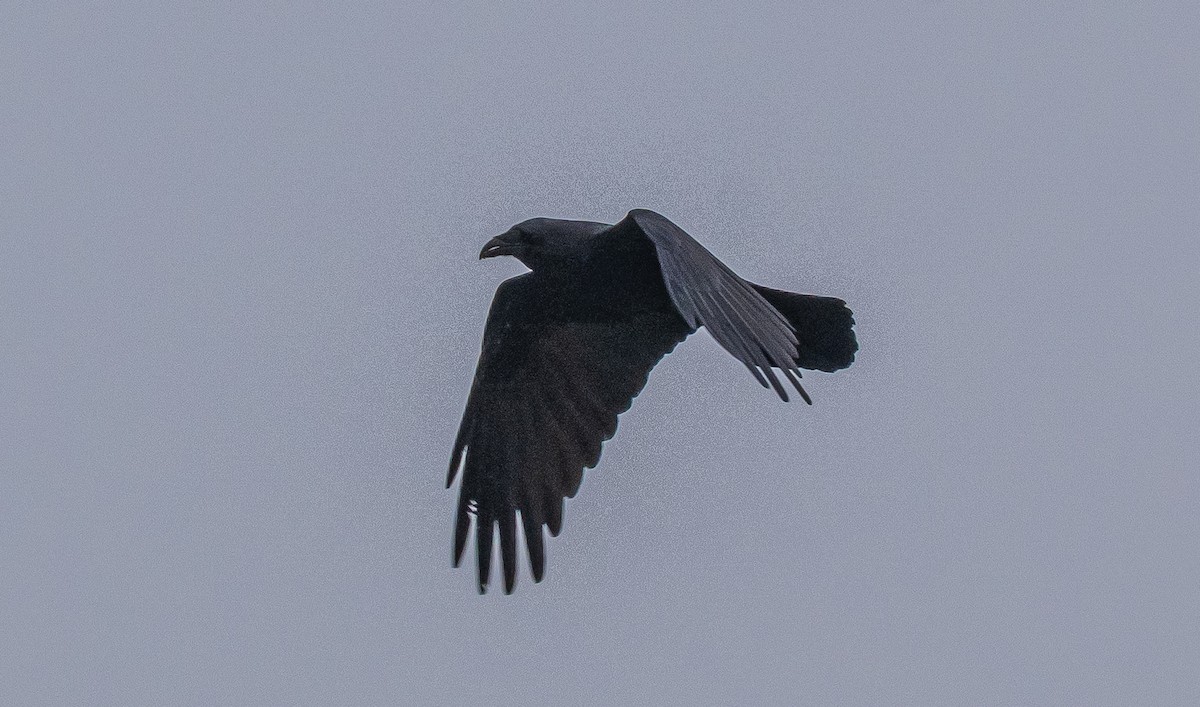 Cuervo Grande - ML647115370