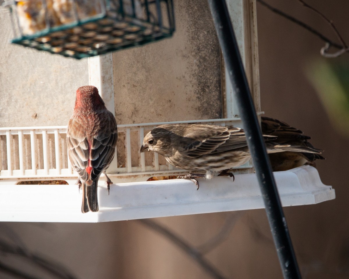 hýl rudoprsý - ML647115381