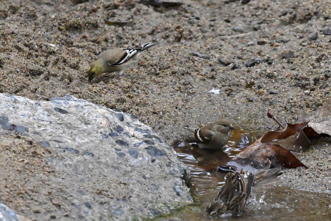 American Goldfinch - ML647115383