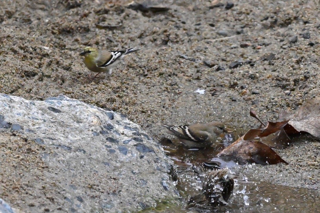 American Goldfinch - ML647115385