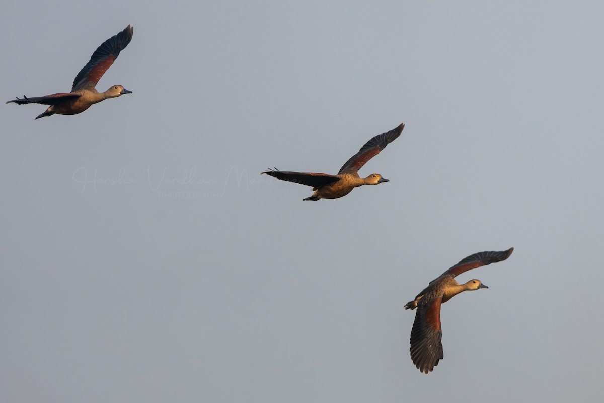 Lesser Whistling-Duck - ML647115399