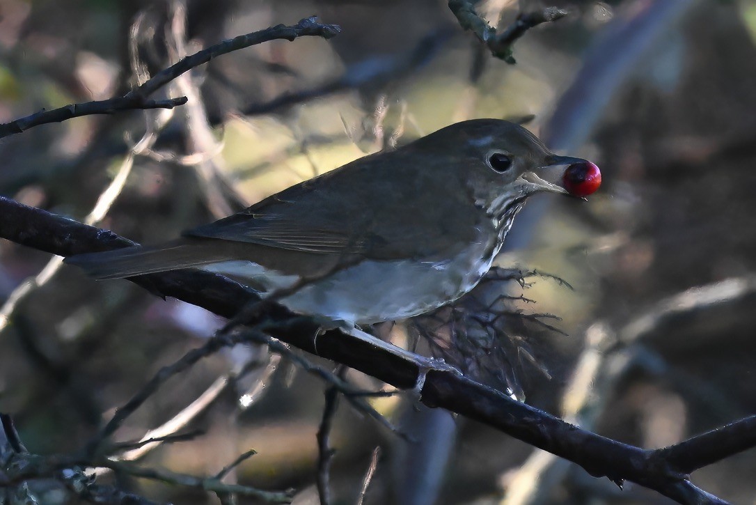 Hermit Thrush - ML647115401