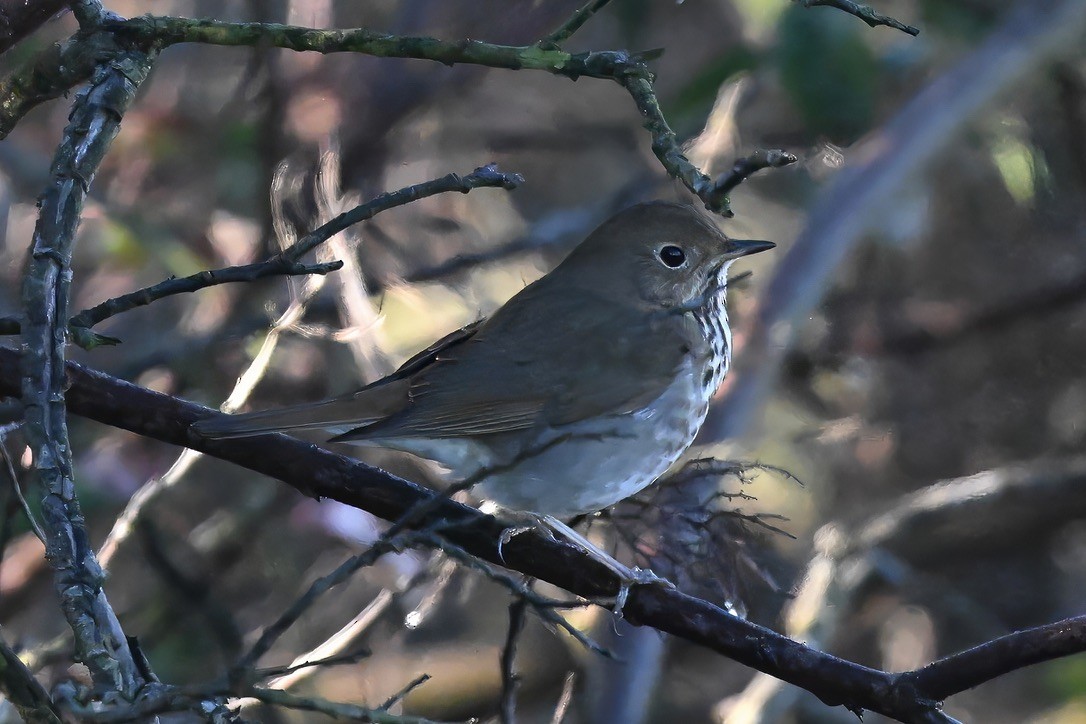 Hermit Thrush - ML647115402