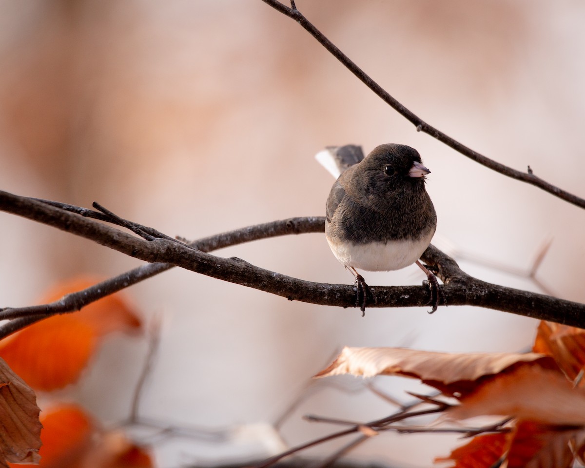 strnadec zimní - ML647115405