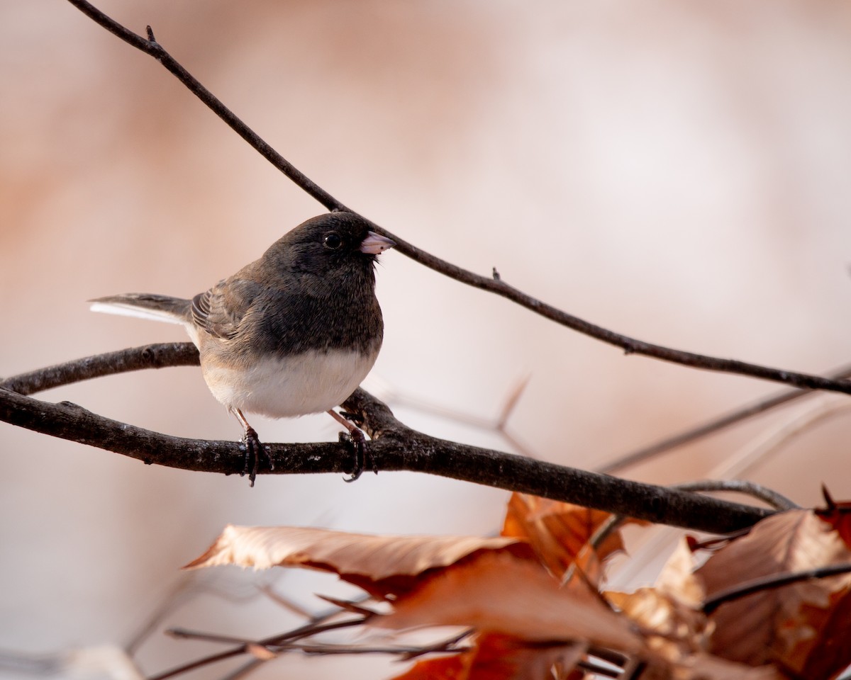 strnadec zimní - ML647115407