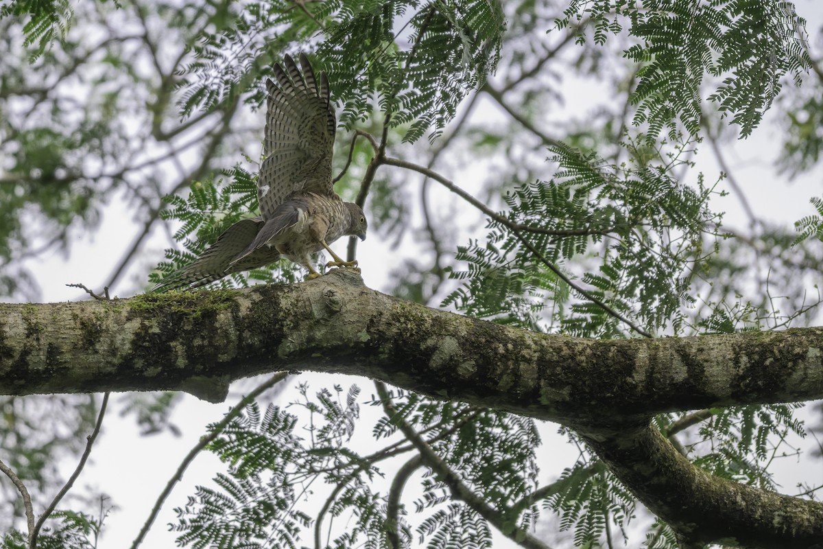 jestřáb fidžijský - ML647115408