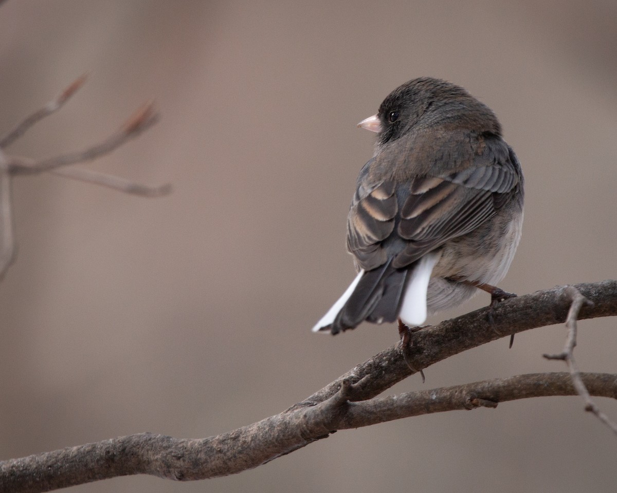 strnadec zimní - ML647115410