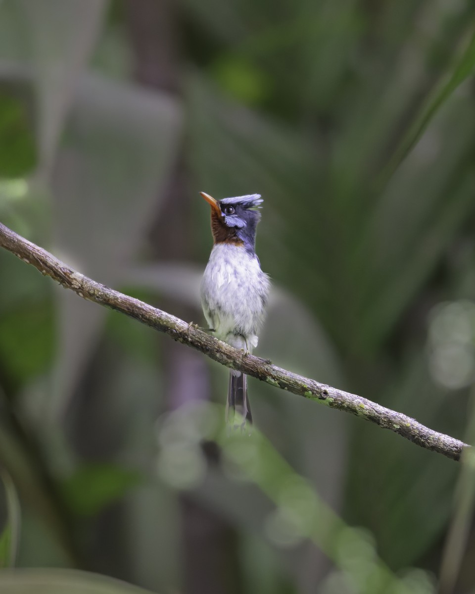 Chestnut-throated Flycatcher - ML647115411