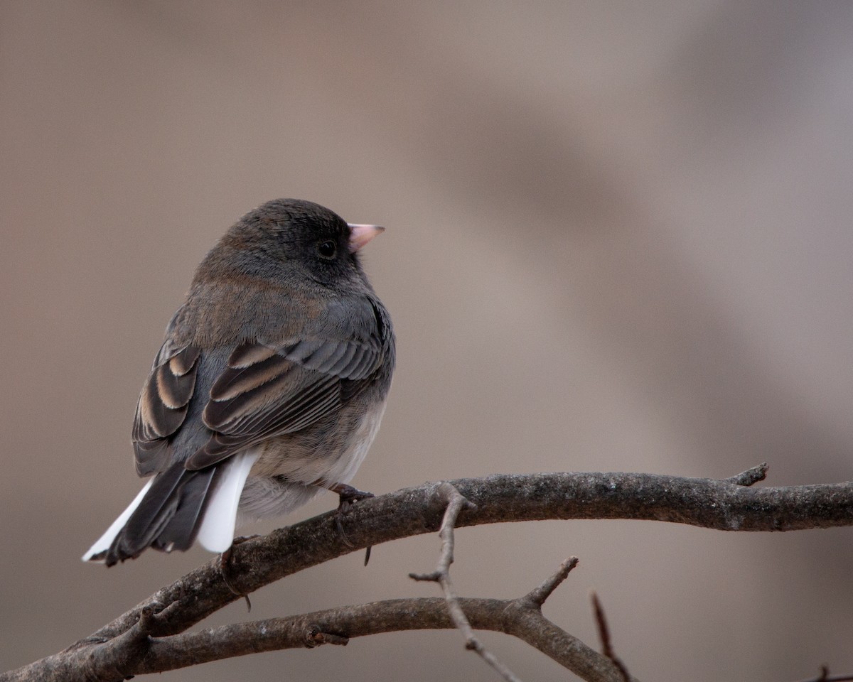 strnadec zimní - ML647115412