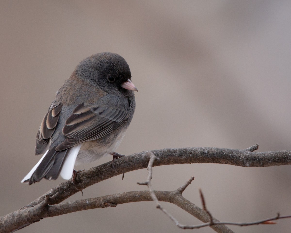 strnadec zimní - ML647115414