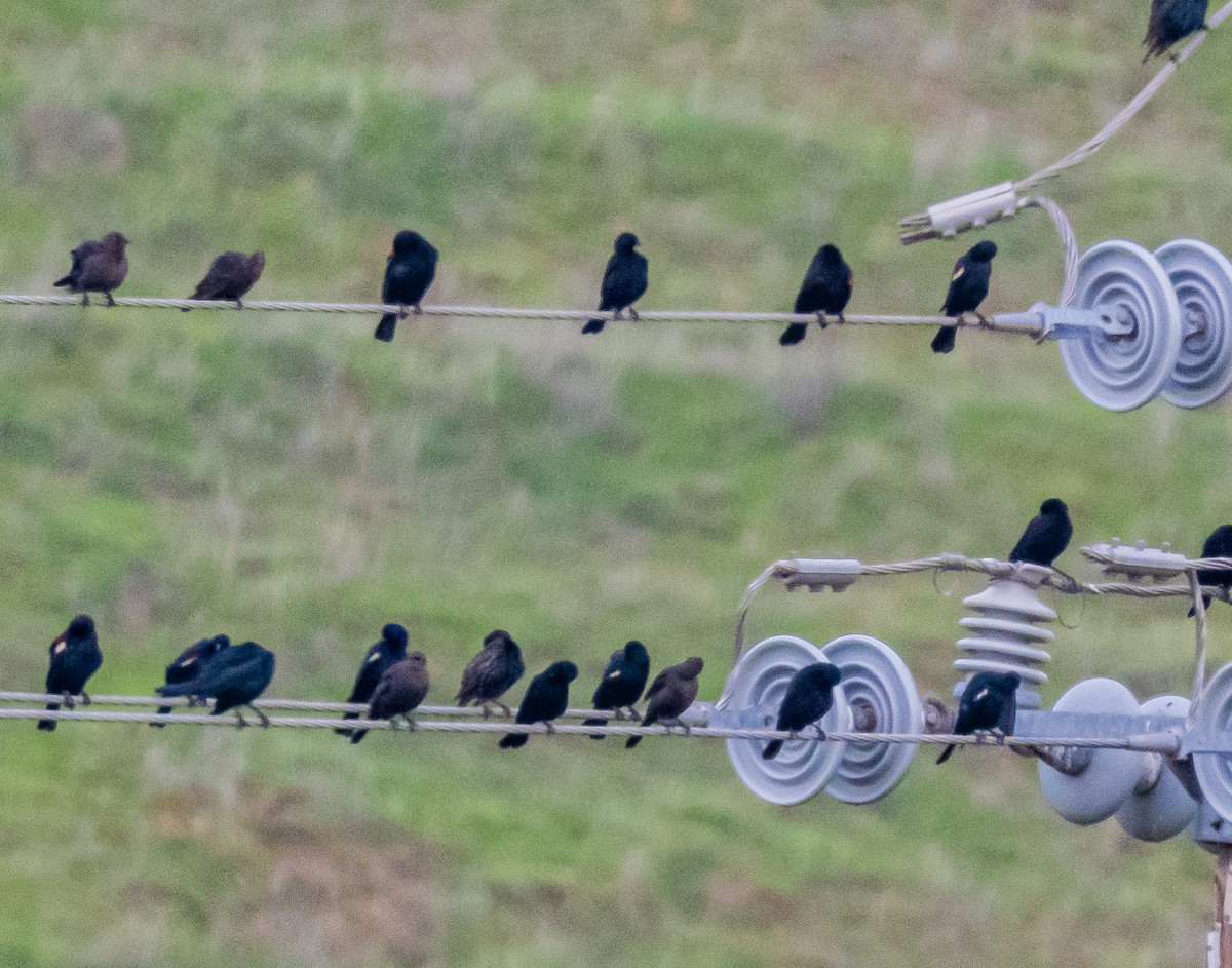 Tricolored Blackbird - ML647115419