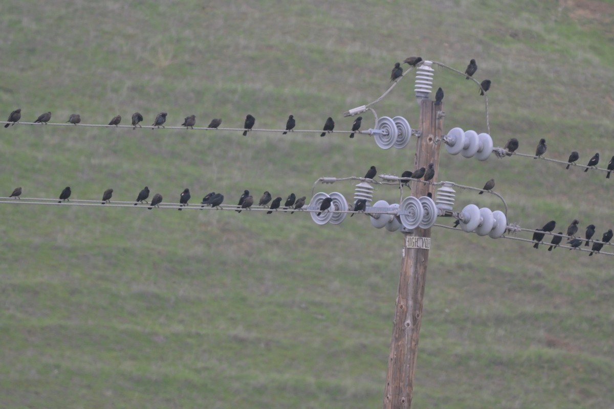 Tricolored Blackbird - ML647115420