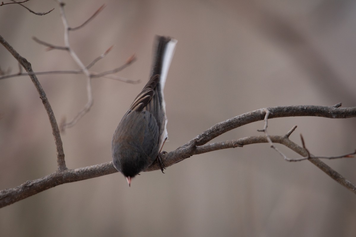 strnadec zimní - ML647115429