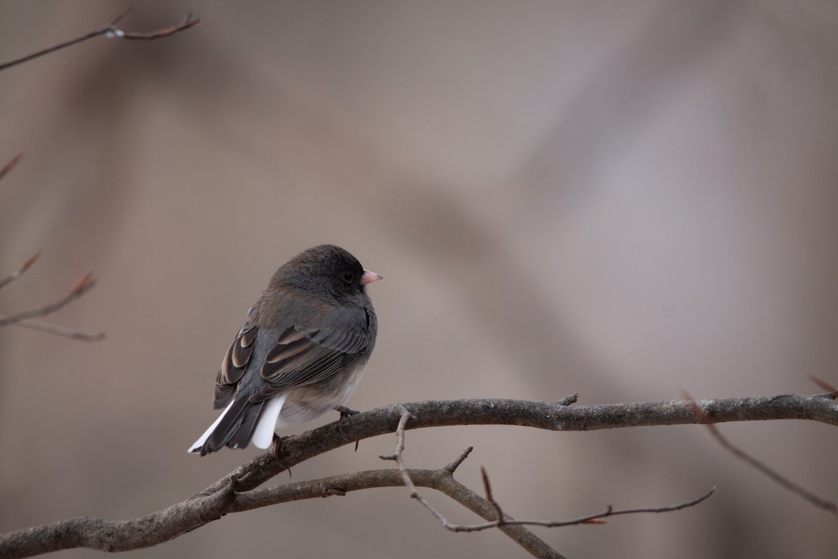 strnadec zimní - ML647115430