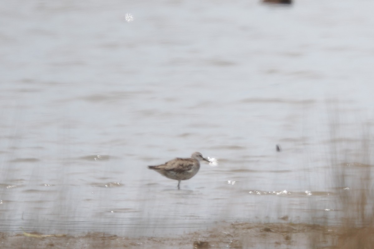 חופית להקנית - ML647115435
