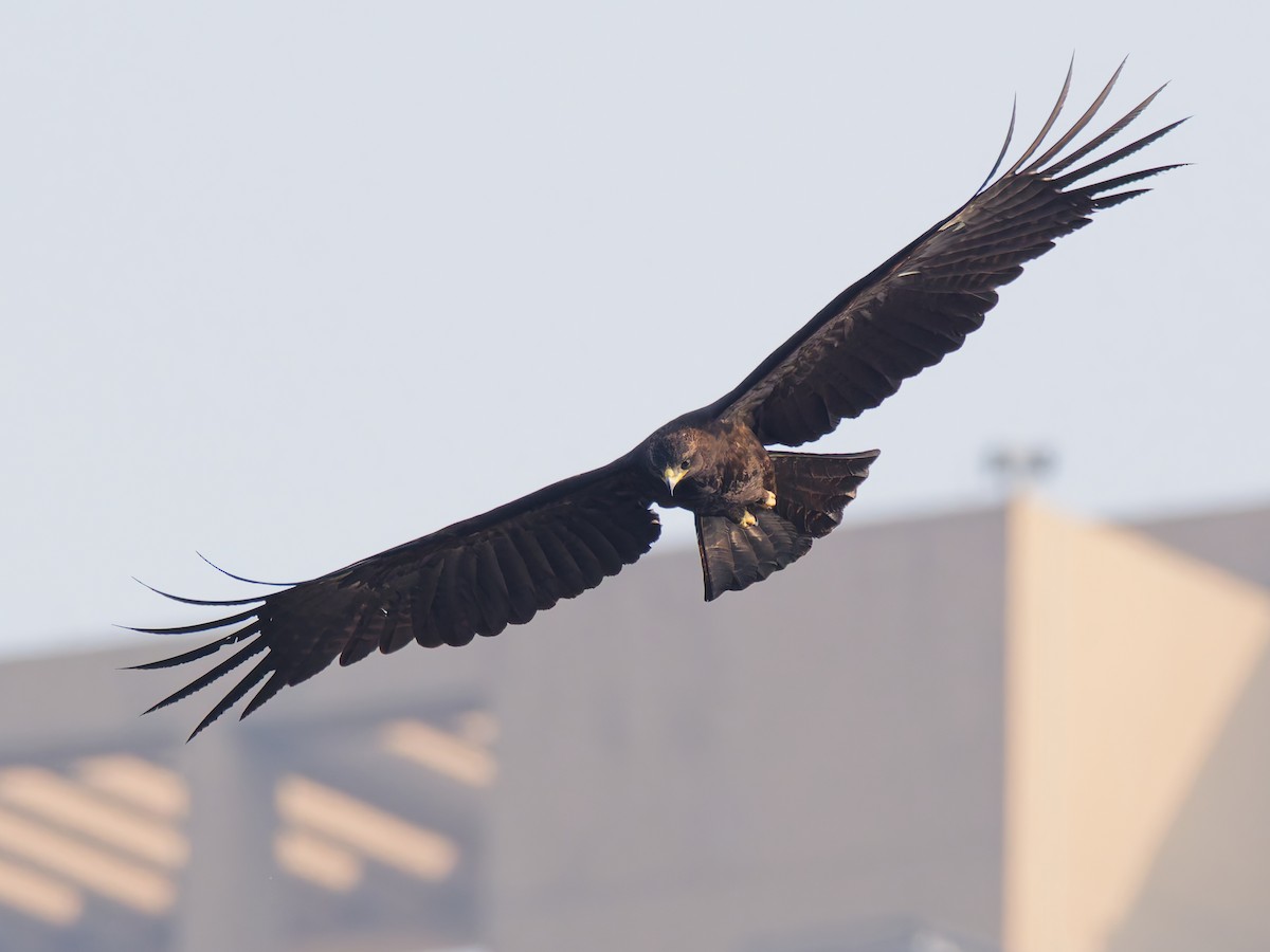 Black Eagle - ML647115437