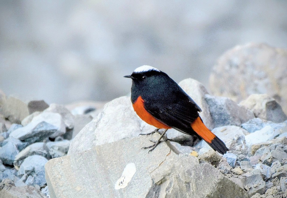 White-capped Redstart - ML647115438