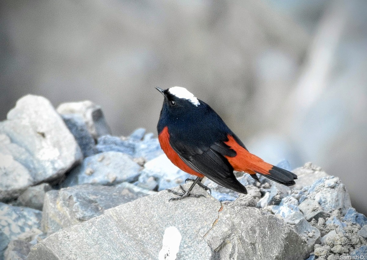 White-capped Redstart - ML647115439