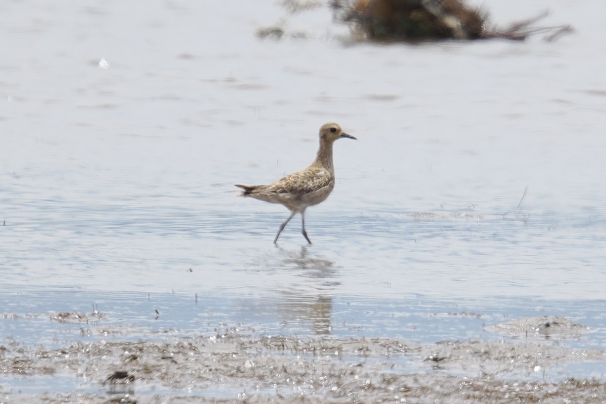 Pacific Golden-Plover - ML647115440