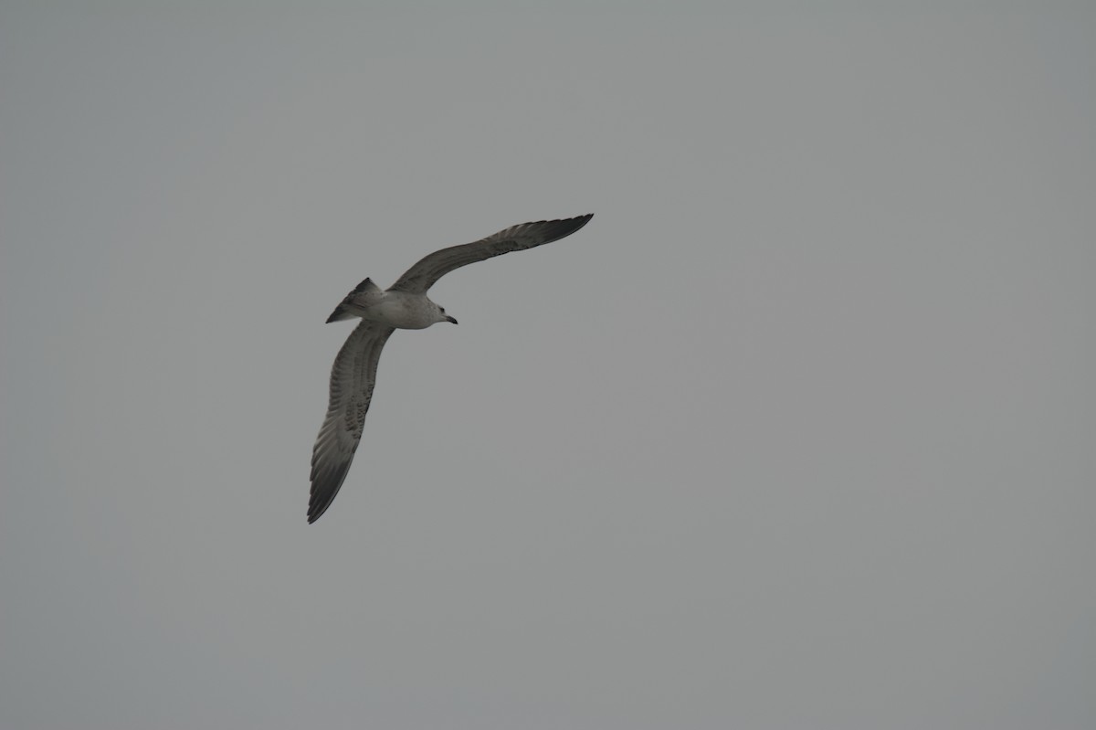 чайка sp. - ML647115442