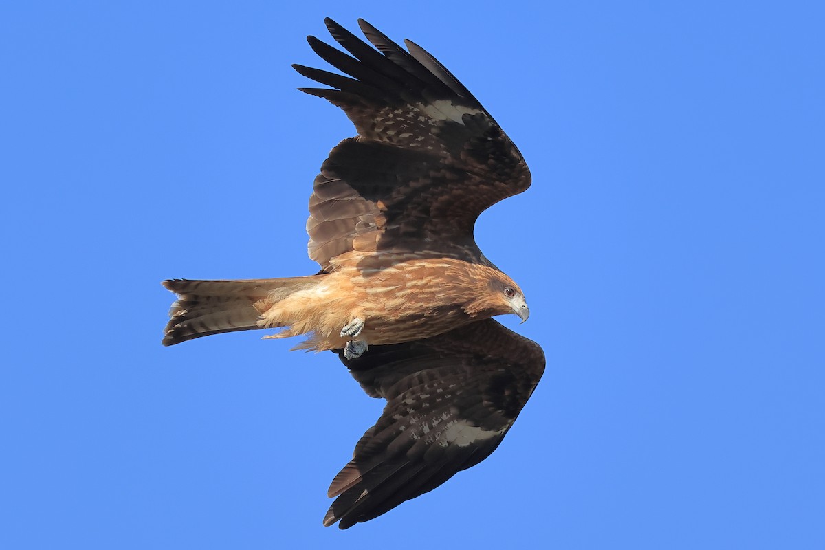 Milan noir - ML647115443