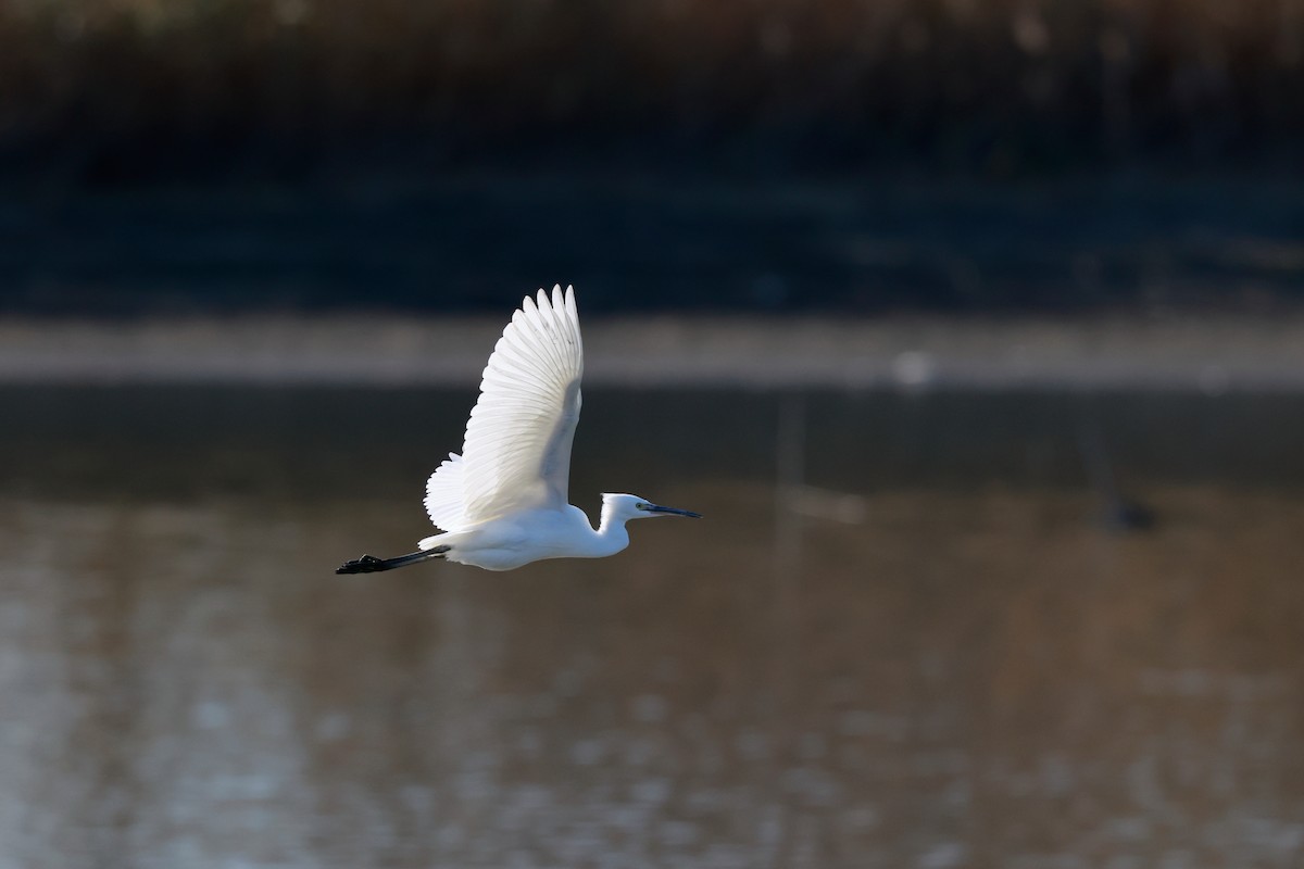 Aigrette garzette - ML647115444