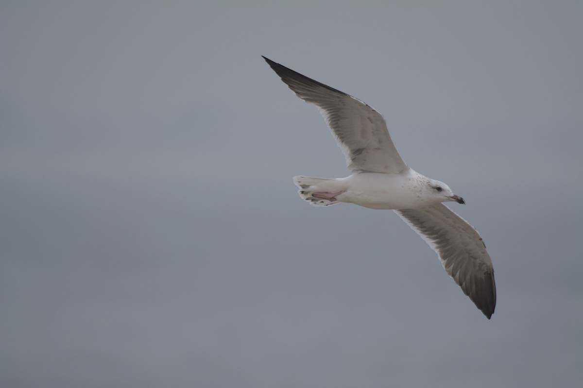 чайка sp. - ML647115445