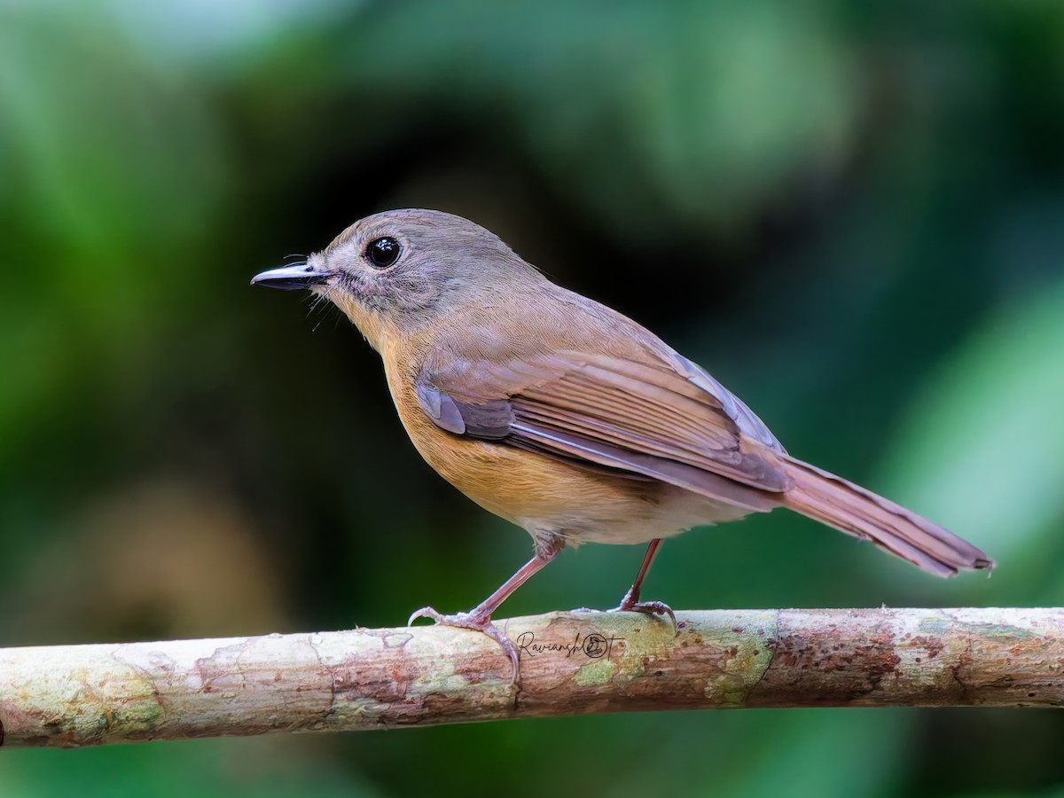 Gobemouche de Brooks - ML647115446