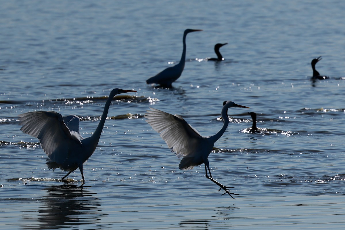 Grande Aigrette - ML647115450