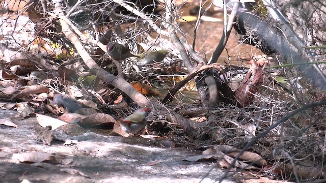 Краснобровая амадина - ML647115451