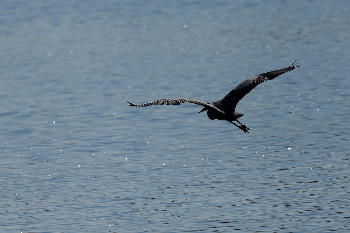 Héron cendré - ML647115452