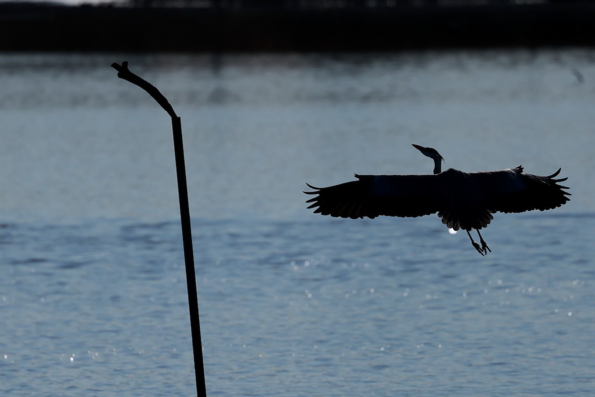 Héron cendré - ML647115453