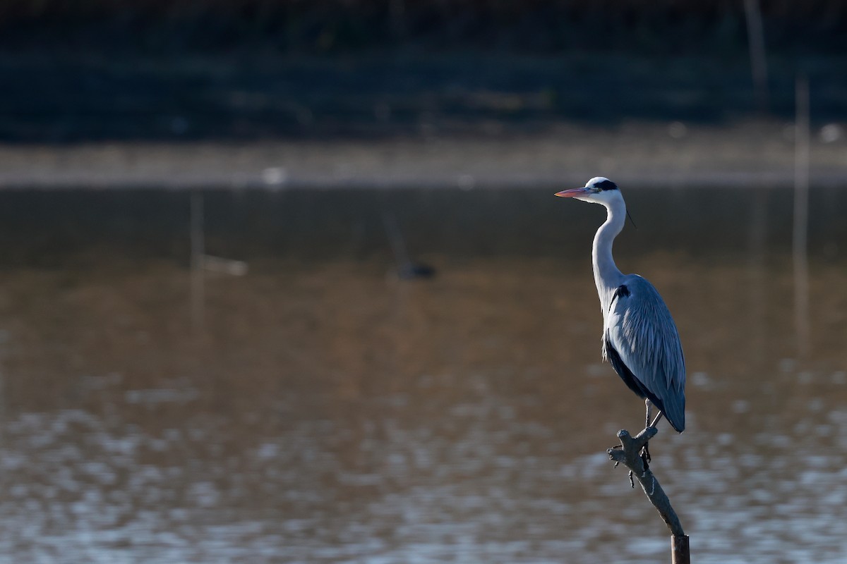 Héron cendré - ML647115454