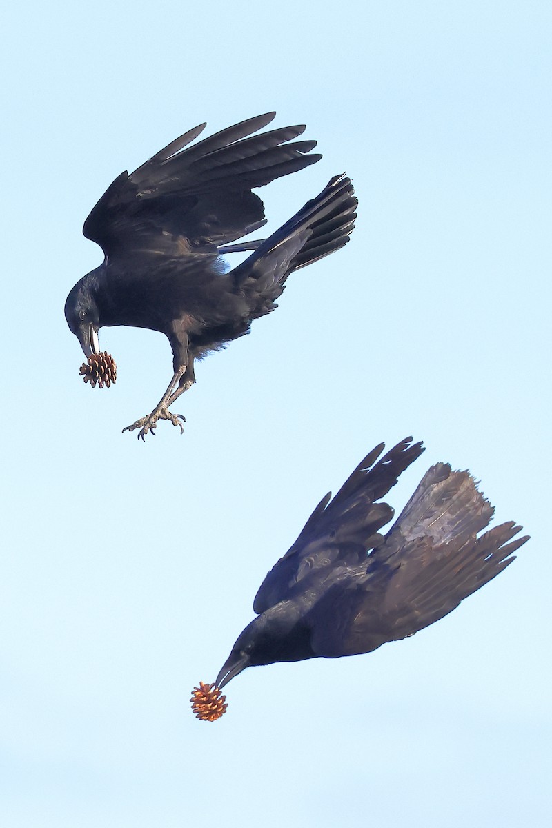 Corneille noire - ML647115460