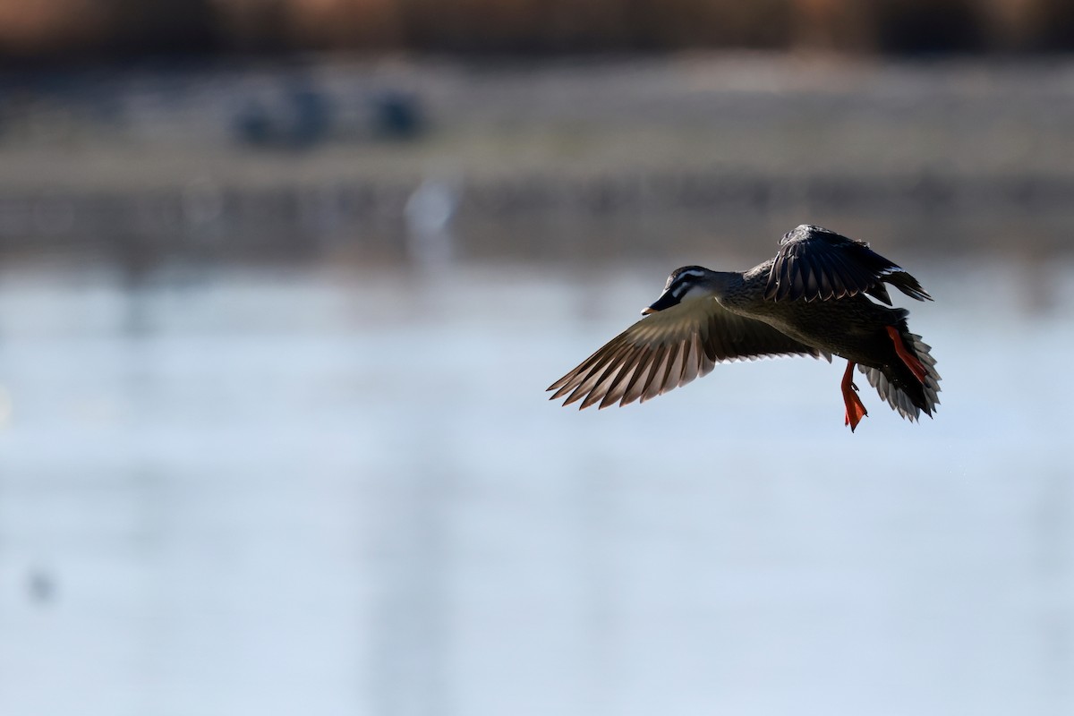 Canard de Chine - ML647115461