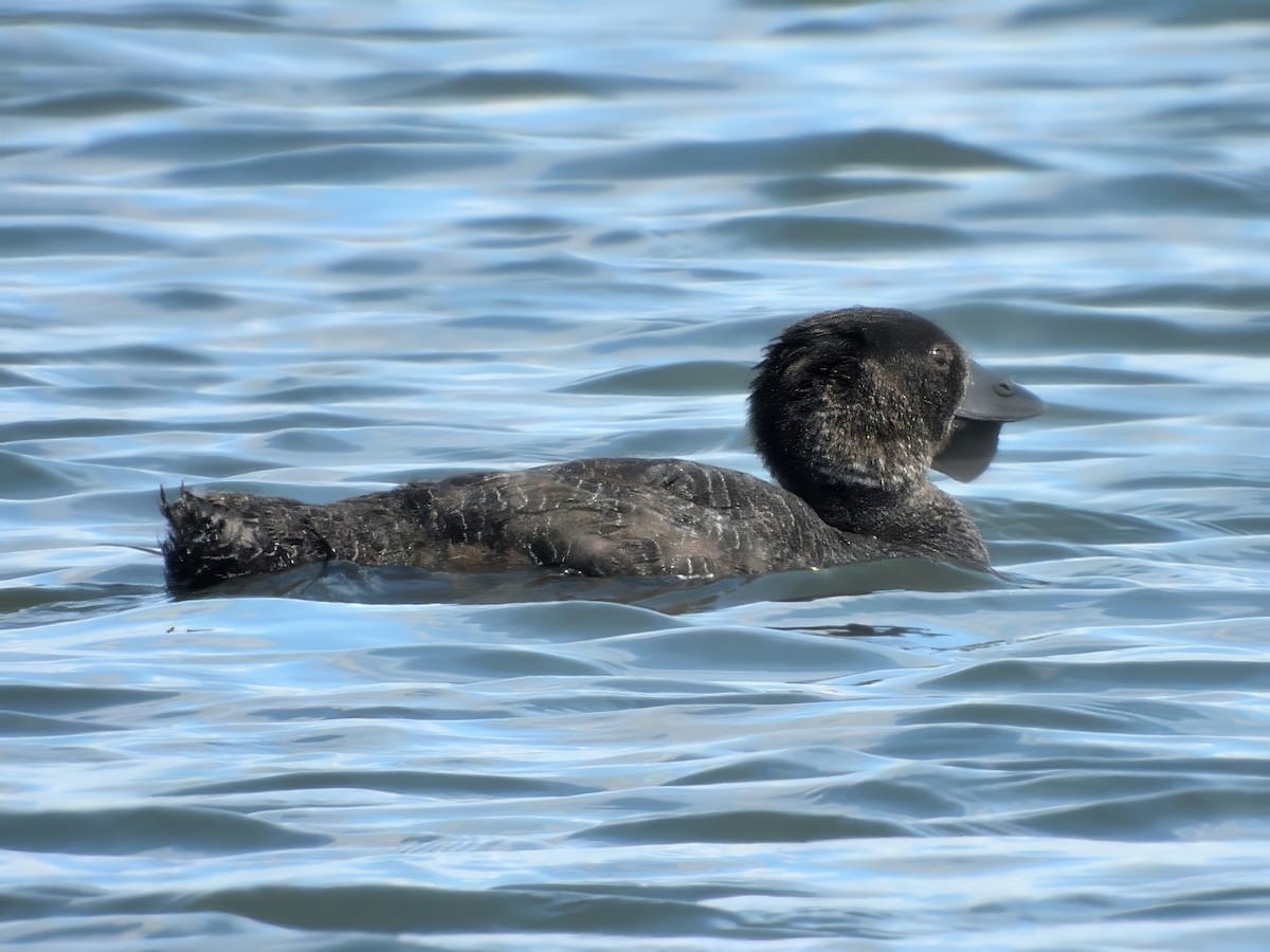 Érismature à barbillons - ML647115462